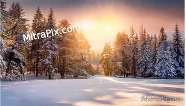 Snowy Forest Path with Warm Glow of Sunset 1