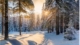 Snowy Forest Path with Warm Glow of Sunset