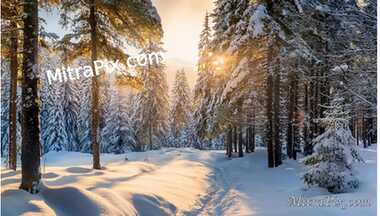 Snowy Forest Path with Warm Glow of Sunset
